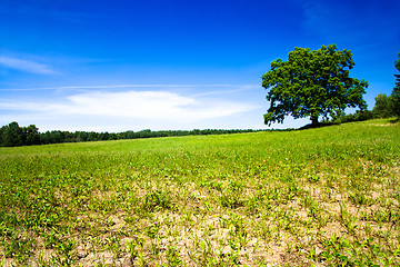 Image showing Oak growing in the field 