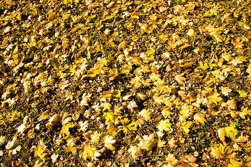 Image showing fallen down foliage