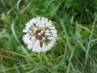 Image showing Icy Dandelion