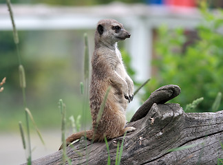 Image showing  meerkat 