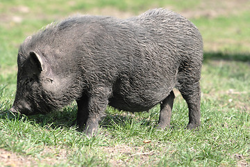 Image showing  pig 