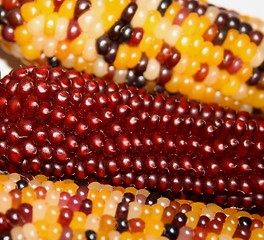 Image showing Indian Corn