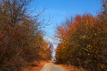 Image showing Road among autumn trees