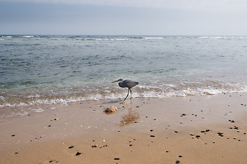 Image showing Ibises walking alon the beach