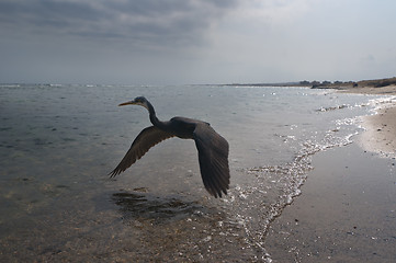 Image showing Ibis flying over sea