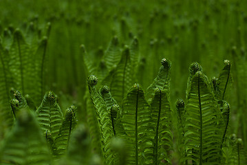 Image showing Fern background