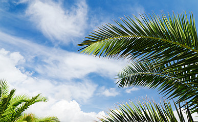 Image showing Blue sky with palm trees