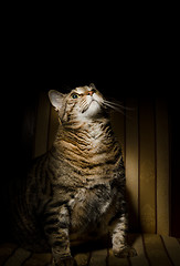 Image showing Big fat cat on armchair