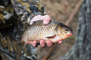 Image showing Fish in hand