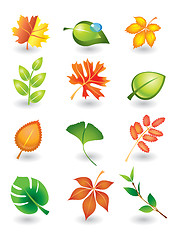 Image showing Vector  leaves