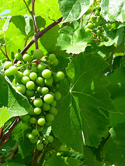 Image showing vine