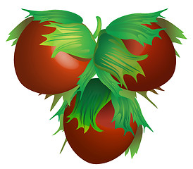 Image showing Hazelnut vector