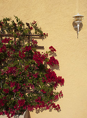 Image showing Bougainvillea