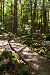 Image showing Wooded Walking Path