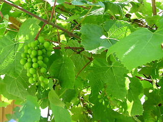 Image showing grapes