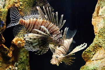 Image showing Lion Fish