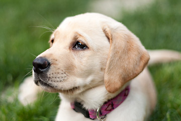 Image showing Cute Golden Labrador Puppy in the Grass