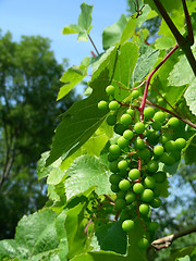 Image showing grapes