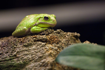 Image showing Green Tree Frog