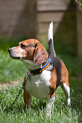 Image showing Beagle Watch Dog