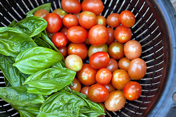 Image showing Vine Ripened Grape Tomatoes and Italian Basil