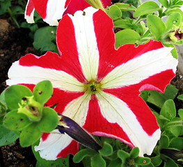 Image showing Pansy stripes