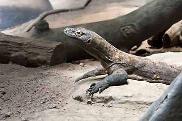 Image showing Komodo Dragon Reptile