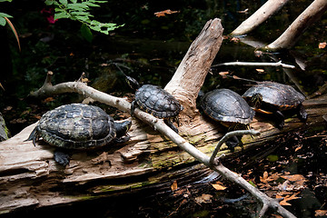 Image showing Four Turtles Resting on a Log