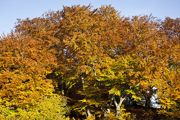 Image showing autumn leaf