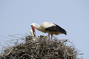 Image showing Stork family on the nest