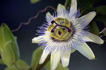 Image showing Passion Flower