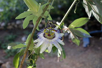 Image showing Passion Flower