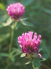 Image showing Clover 