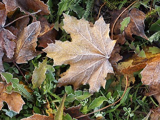 Image showing Frost