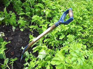 Image showing Gardening