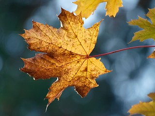 Image showing Autumn Leaves