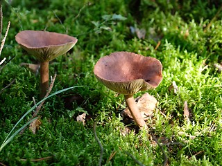 Image showing Mushrooms 