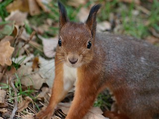 Image showing Squirrel 