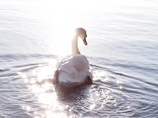Image showing Swan 