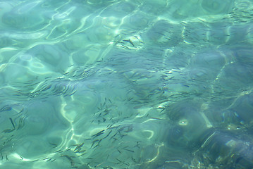 Image showing Anchovy fish