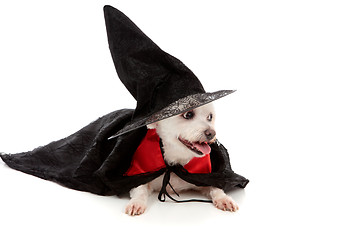 Image showing Scary wizard or wicked witch dog