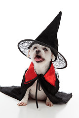 Image showing Halloween dog