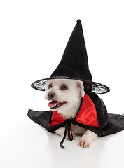 Image showing Dog wearing a witch hat and cape