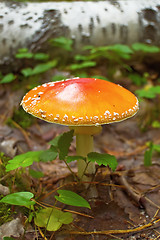 Image showing Amanita