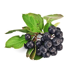 Image showing Chokeberry