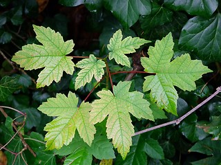 Image showing Autumn leaves