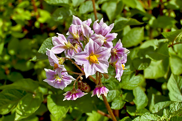 Image showing Flower violet of potato 