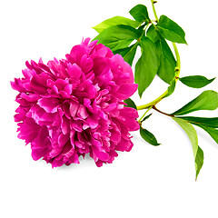 Image showing Peony