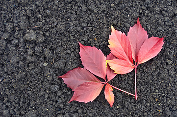 Image showing Red grape leaves on the ground
