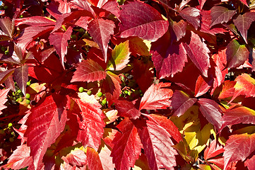 Image showing The texture of red vine leaves